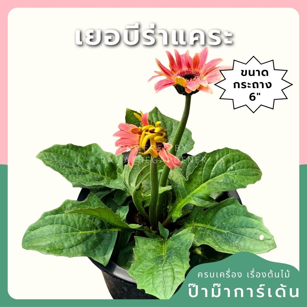ต้นเยอบีร่าแคระ  Gerbera คละสีนะคะ 6 นิ้ว