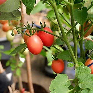 เมล็ดมะเขือเทศสีดา 50 เมล็ด🌱 ซื้อ 10 แถม 2 คละได้ 💥 เลือกของแถมได้ คิดถึงเมล็ดผัก คิดถึง skinsun