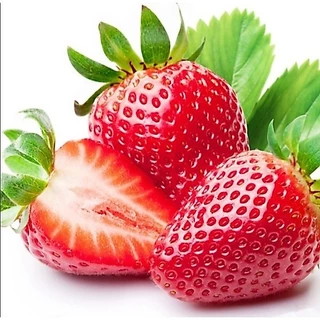 เมล็ดพันธุ์สตอเบอรี่ยักษ์ 500 เมล็ด Sweet Strawberry Seeds Fruit Seeds เมล็ดพันธุ์แท้ ปลูกง่ายปลูกได้ทั่วไทย