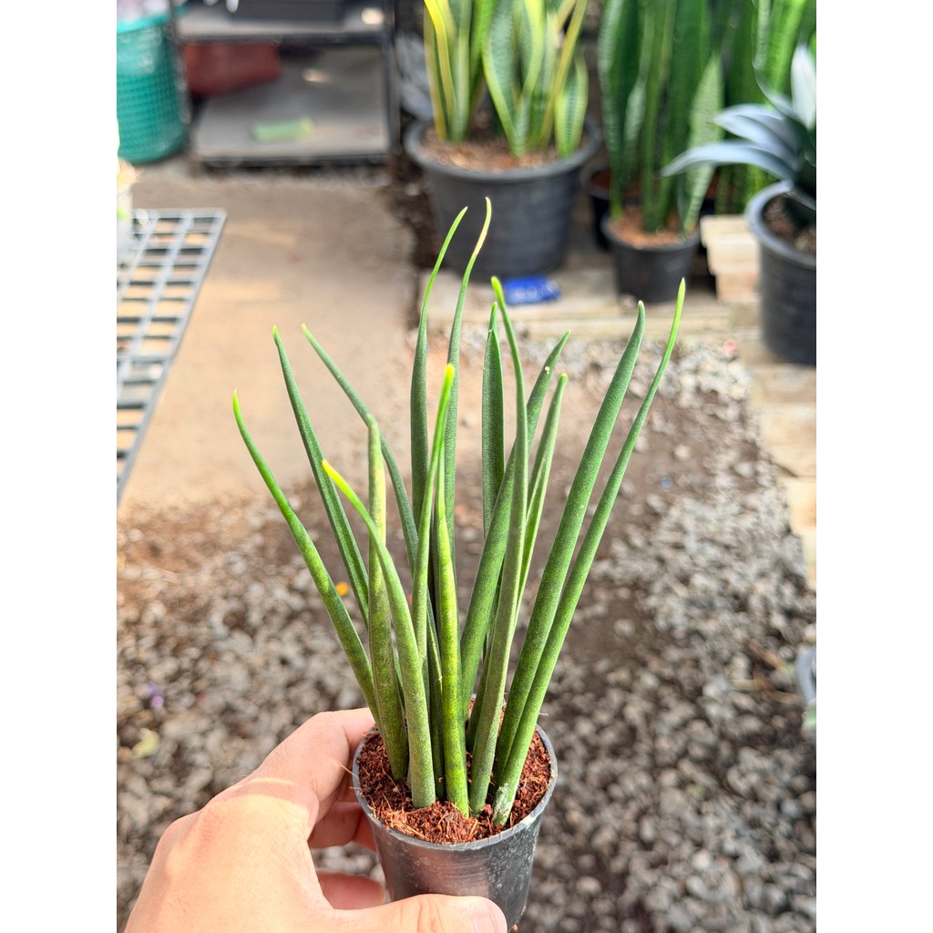 มุมมอง 5