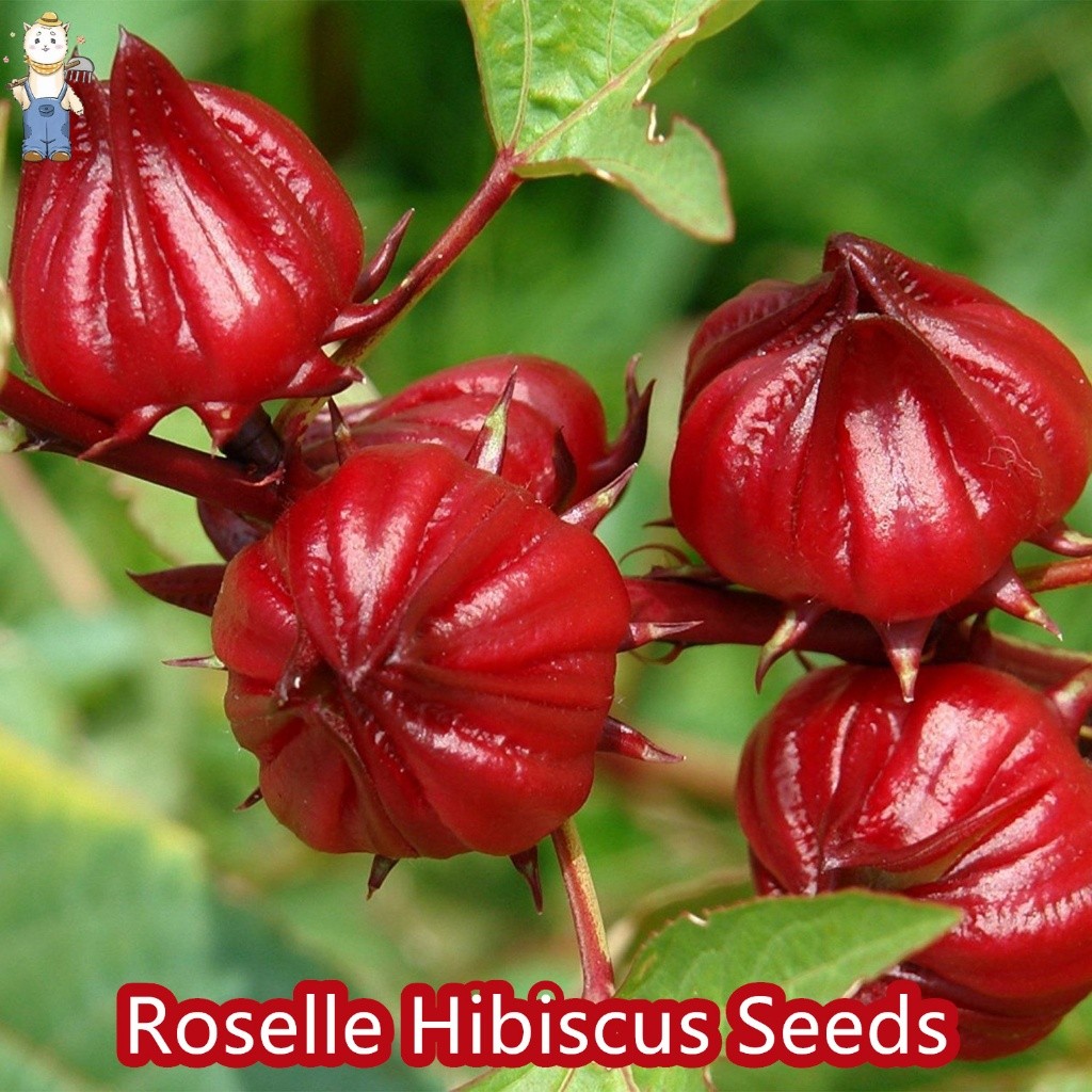 20 เมล็ด/ซอง ดอกกระเจี๊ยบแดง Roselle Hibiscus Seeds เกษตรกรรมยั่งยืน การใช้ชีวิตแบบมีสุขภาพดี