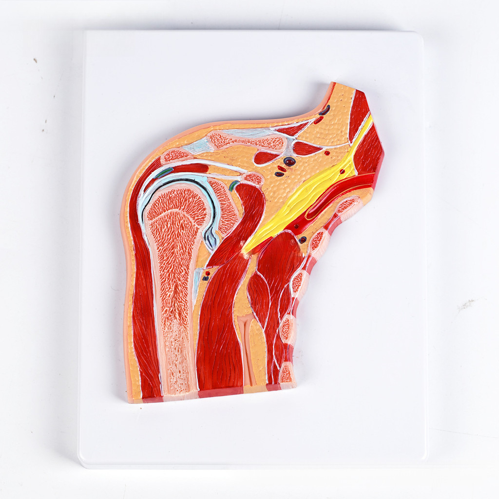 ไหล่ Joint Anatomy รุ่น Rotator Cuff การฝึกอบรมการสอนทางการแพทย์เครื่องมือสาธิต