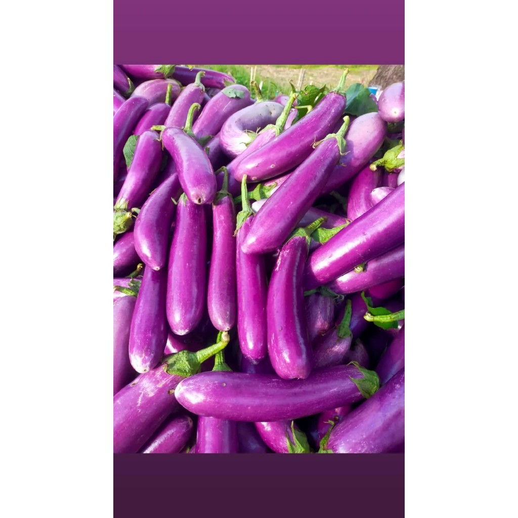 100Seeds มะเขือยาวม่วงเมล็ดพันธุ์ อัตรางอกสูง ต้นแข็งแรง ผลยาว สีม่วงสด เนื้อแน่น เก็บเกี่ยวได้ใน 60–70 วัน - รูปที่ 5