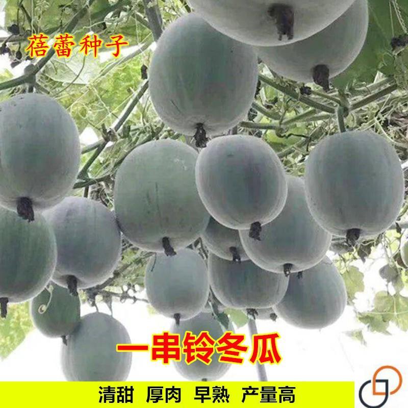现货热卖一串铃冬瓜种子小冬瓜种籽孑东瓜籽种四季秋冬季蔬菜耐寒菜种菜籽String-of-bells winter melon seeds, small winter melon seeds, wint