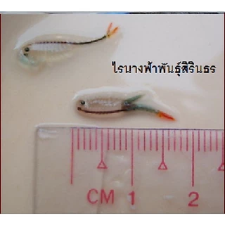 ไข่ไรนางฟ้าสิรินธรและไทย🧨​ค่าส่งถูก, ส่งทุกวัน🧨ไร​น้ำ​จืด​ อาหารสดอนุบาลลูกปลาอัตราการรอดสูง