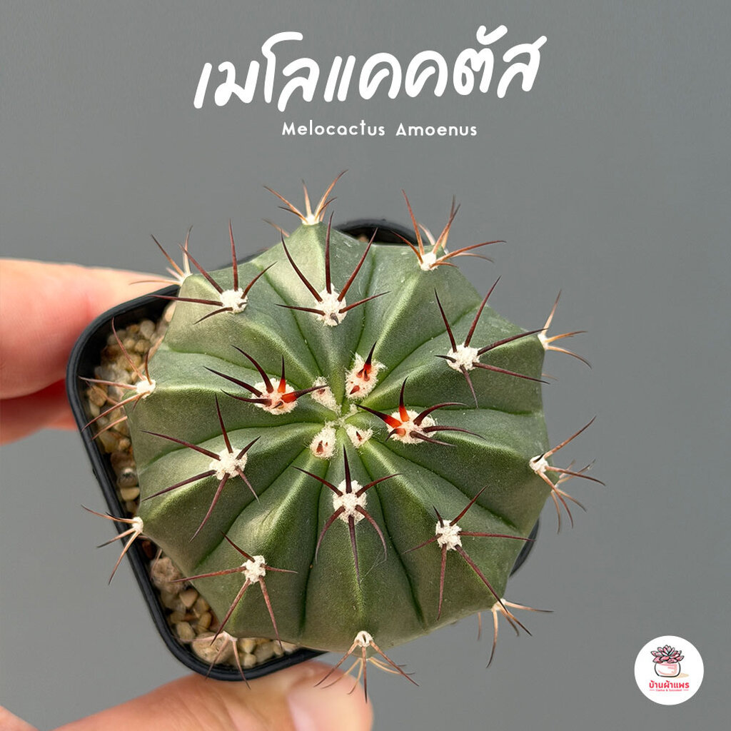 เมโลแคคตัส Melocactus Amoenus แคคตัส กระบองเพชร cactus&succulent