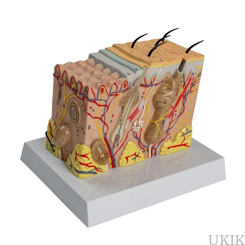 UKIK Human Skin Anatomy รุ่น Human Skin โครงสร้าง Anatomical รุ่น Human Skin Anatomy โหมดสําหรับห้อง