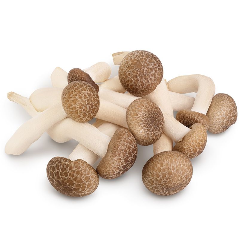 เห็ดหลินดำ Black Shimeji Mushroom