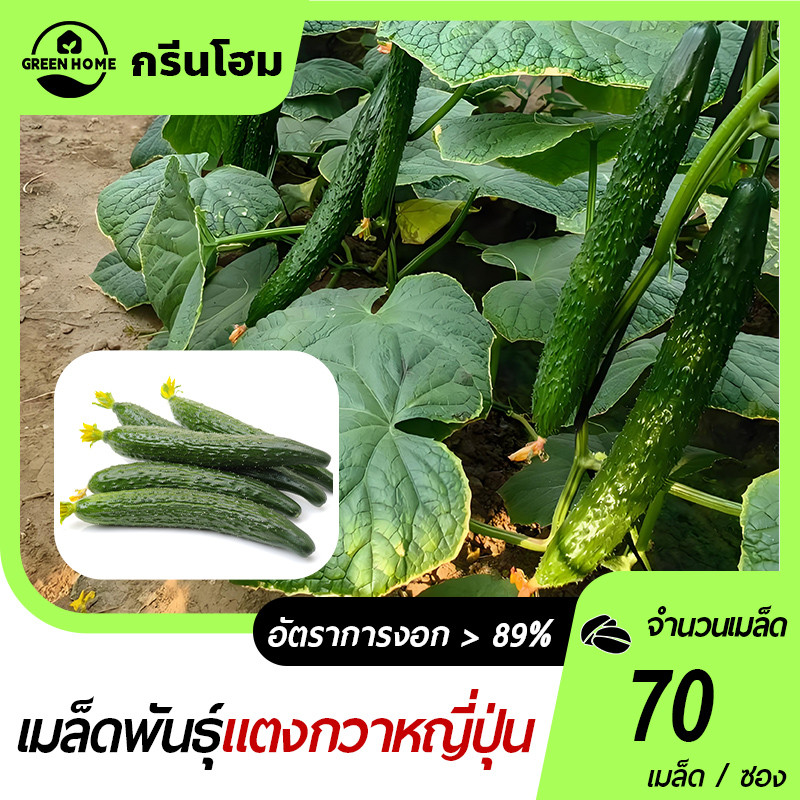 แตงกวาญี่ปุ่น🎯 เมล็ดพันธุ์แตงกวาญี่ปุ่น70 เมล็ด🎈ปลูกง่าย🌱ผลดก☘️รสชาติดี
