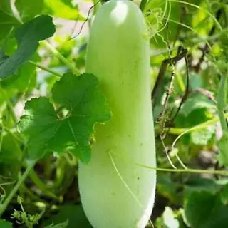 เมล็ดพันธุ์ เมล็ดเเฟง 20 เมล็ด [10 เเถม 1คละได้ ]