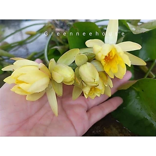 บัวฝรั่งแม็กซีกาน่าแคระ1ชุดมี3ต้น (2ต้นแถม1ต้น)สีเหลืองสวยดอกเล็กน่ารักมาแล้วจ้า ปลูกในที่ขนาดเล็กใหญ่ก็ดี