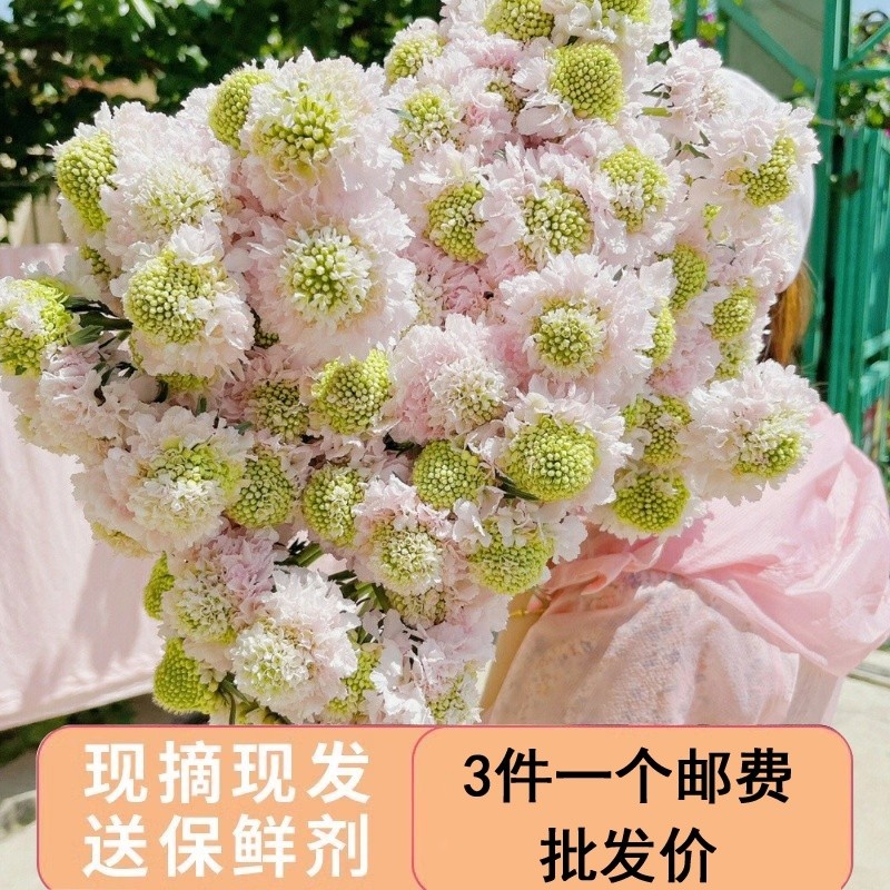 Cordyceps ดอกไม้ Sundae ยูนนาน Kunming ผมตรง Pine Cordyceps สํานักงานห้องนั่งเล่นแจกันของขวัญน้ํางาน