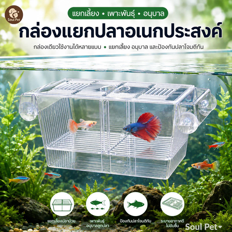 กล่องแยกปลา กล่องอนุบาลปลา ผสมพันธุ์ปลา แยกแม่ปลาและลูกปลา ติดกระจกด้วยจุ๊บดูด สำหรับเลี้ยงหรือแยกปลา