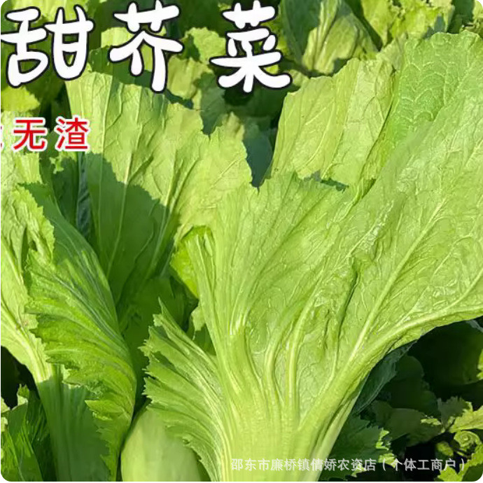 现货*大合甜芥菜种子芥菜蔬菜种子四季秋播芥菜种子叶子青菜种子甜芥菜Large Sweet Mustard Seeds, Mustard Vegetable Seeds, All-Season Vari