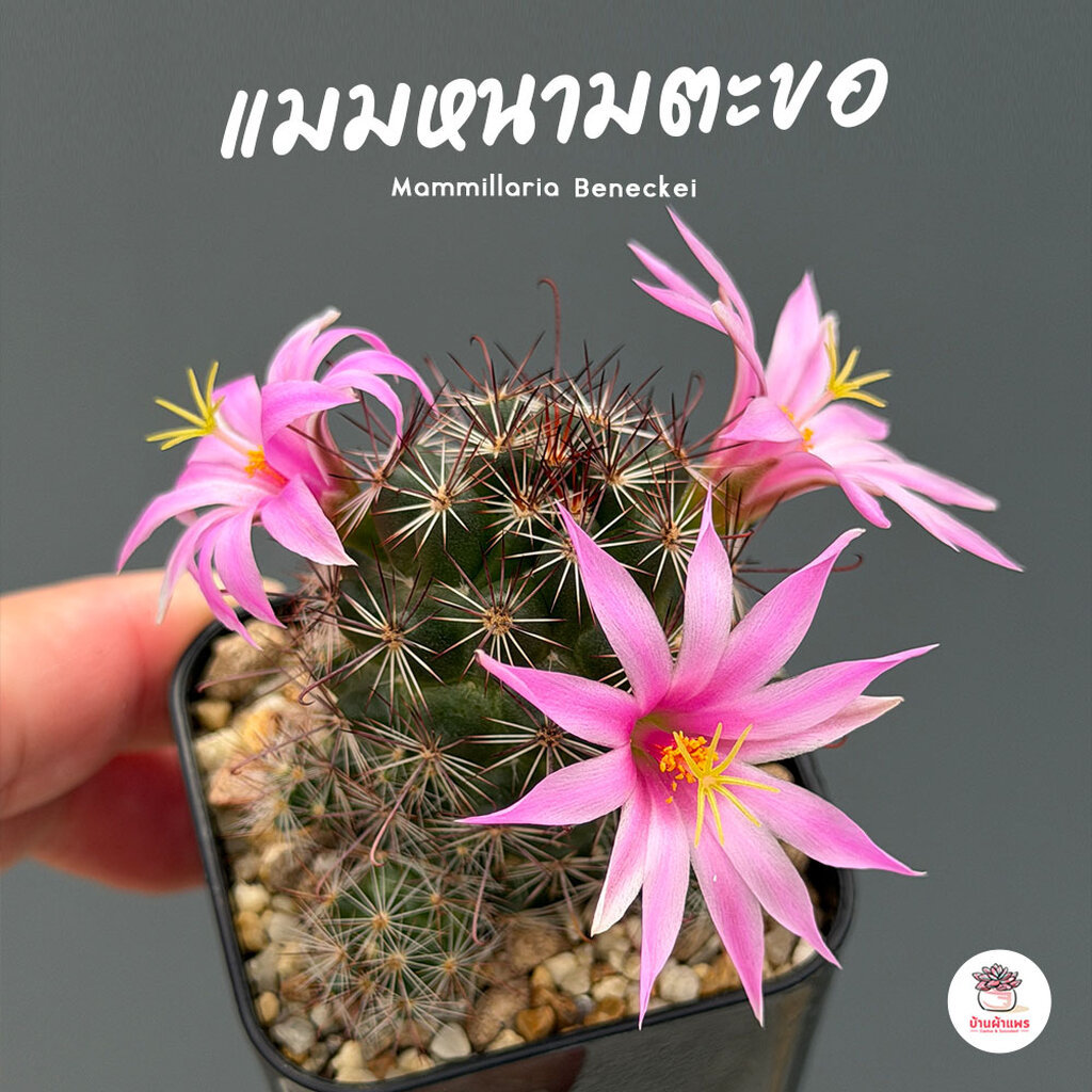 แมมหนามตะขอ Mammillaria Beneckei แคคตัส กระบองเพชร cactus&succulent