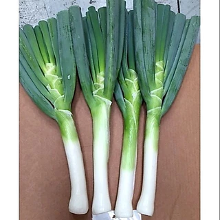 เมล็ดต้นหอมญี่ปุ่น 30 เมล็ด 🌱 ซื้อ 10 แถม 2 คละได้ 💥 เลือกของแถมได้ คิดถึงเมล็ดผัก คิดถึง skinsun