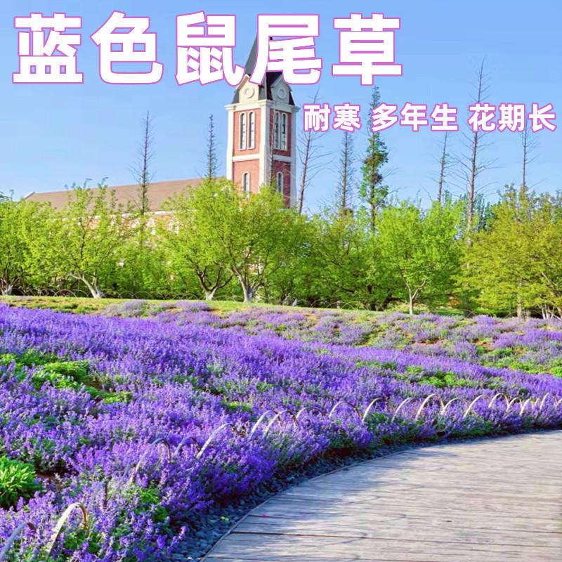 พร้อมสต็อกจัดส่งที่รวดเร็ว Blue Sage Seeds Courtyard Cold-Resistant Plants Flower Seeds Four Seasons