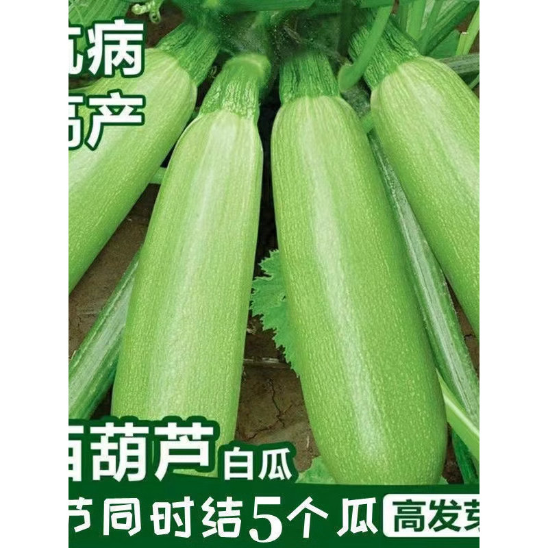 现货热卖碧玉早青西葫芦种子高产蔬菜种子四季易种家庭阳台盆栽蔬菜籽耐寒Jasper Early Green Zucchini Seeds High Yield Vegetable Seeds202609