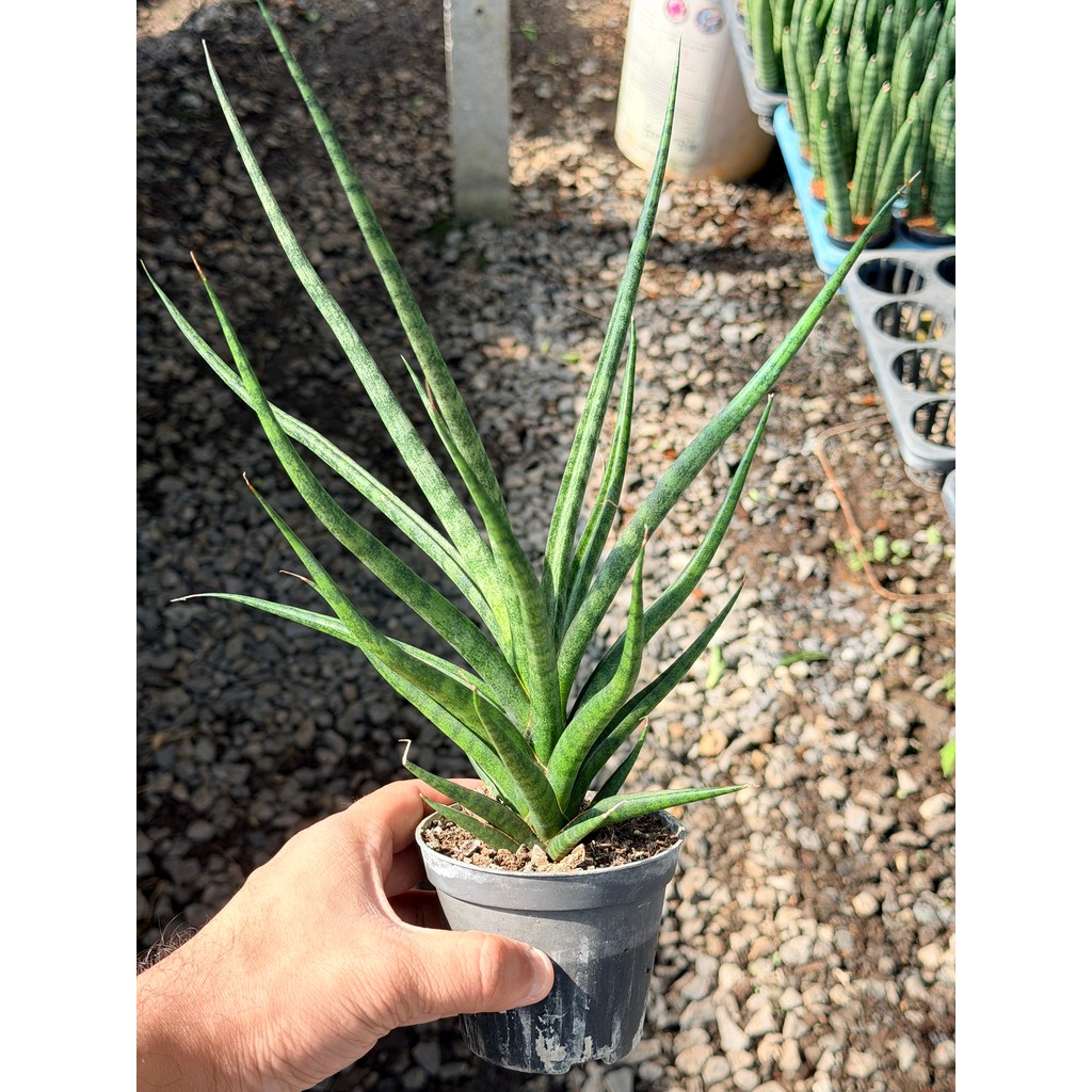 มุมมอง 4