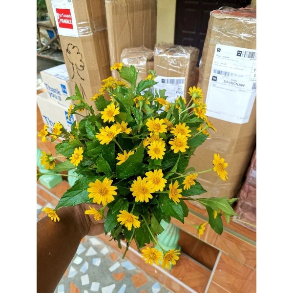 ต้นกระดุมทอง พืชคลุมดิน จัดสวน ไม้ฟอกอากาศ กระดุมทองเลื้อย ออกดอกทั้งปี ส่งแบบล้างราก