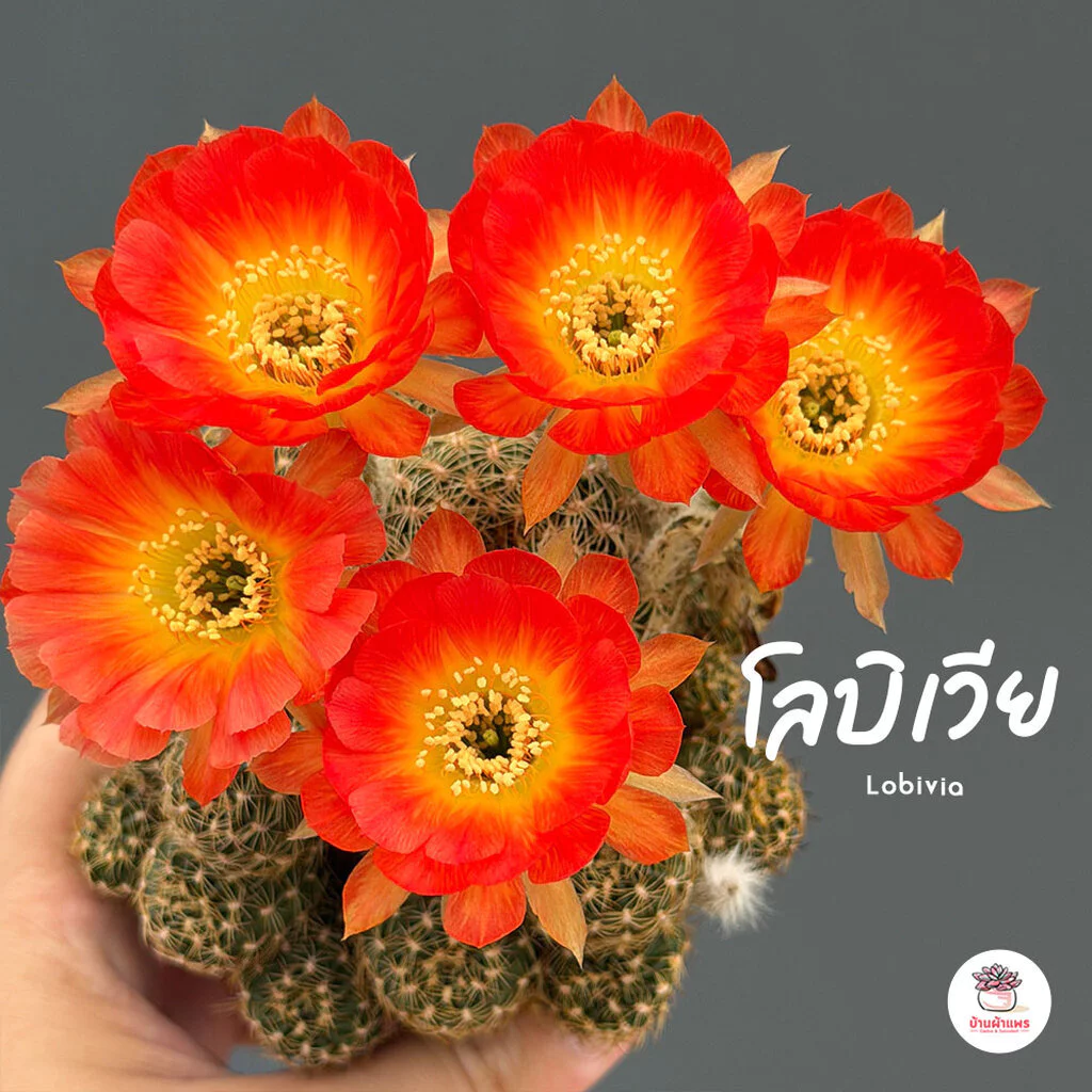 โลบิเวีย ดอกส้มไส้เหลือง Lobivia แคคตัส กระบองเพชร cactus&succulent