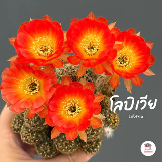 โลบิเวีย ดอกส้มไส้เหลือง Lobivia แคคตัส กระบองเพชร cactus&succulent