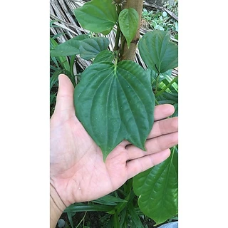 ใบพลูเขียว พลูกินหมาก ใบพลูไหว้ ใบพลูสวนแปดริ้ว ราคา1 เรียง(20ใบ) / betel leaves with betel nut 20pcs.