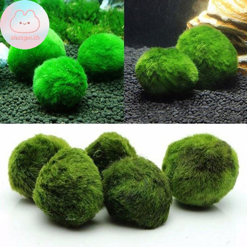 SHZTGM 3-4 ซม.Marimo Moss Balls Live Aquarium พืชสาหร่ายปลากุ้งถังเครื่องประดับ TH