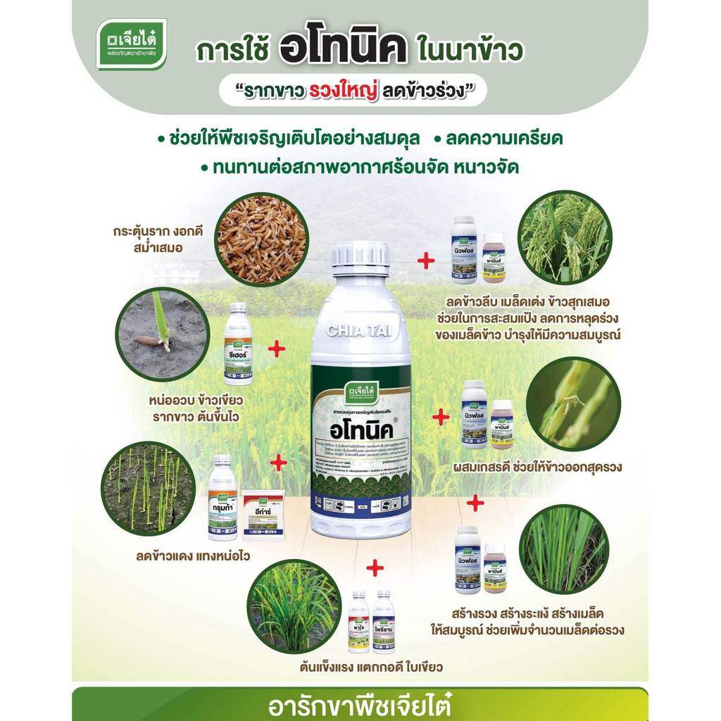 #อโทนิค ลดการหลุดร่วงของดอกและผล กระตุ้นการเจริญเติบโต ช่วลลดความเครียดจากสภาพอากาศที่ร้อนหรือหนาวจัดเกินไป #เจียไต๋ - รูปที่ 2