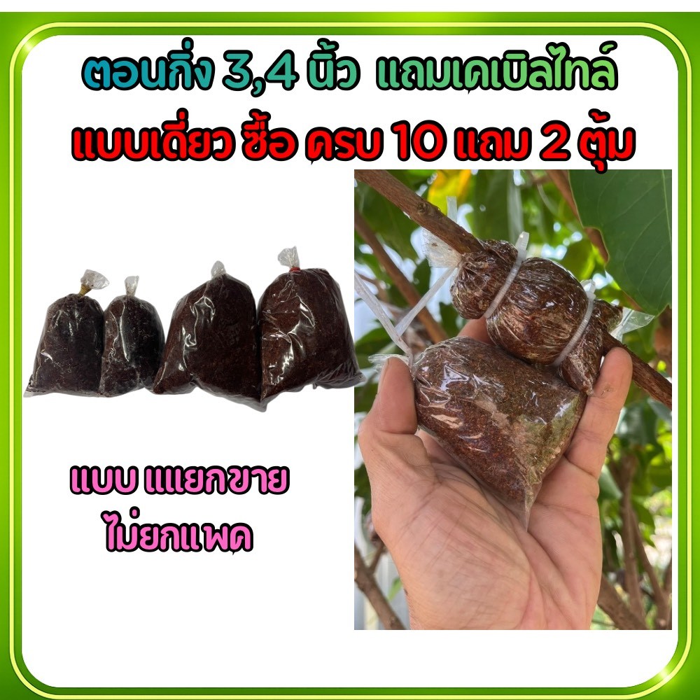 ตุ้มตอนกิ่งขนาด 3,4 นิ้ว แบบขายแยก (ซื้อ 10 ฟรี 2ตุ้ม) หลวม เต็ม หมักน้ำยากำจัดเชื้อราและน้ำยาเร่งราก เคเบิ้ลไทร์แถมฟรี