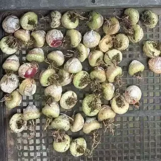 (พึ่งลงปลูก) โคโนเยลลี่ 1 ต้น conophytum burgeri