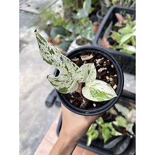 อิพิมาเบิ้ล Epipremnum pinnatum marble Variegated ส่งพร้อมกระถาง 3-4“
