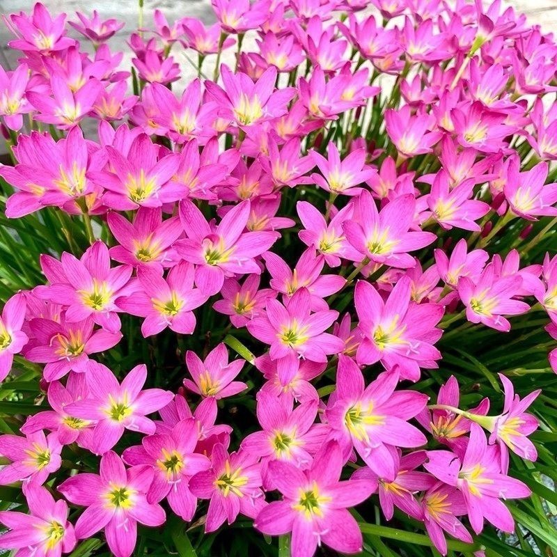 Fengyu Orchid ปลูก Ball สีชมพู Fengyu Orchid กระถางต้นไม้ Ball Root ดอกไม้ Four Seasons ดอกพืชสีเขีย