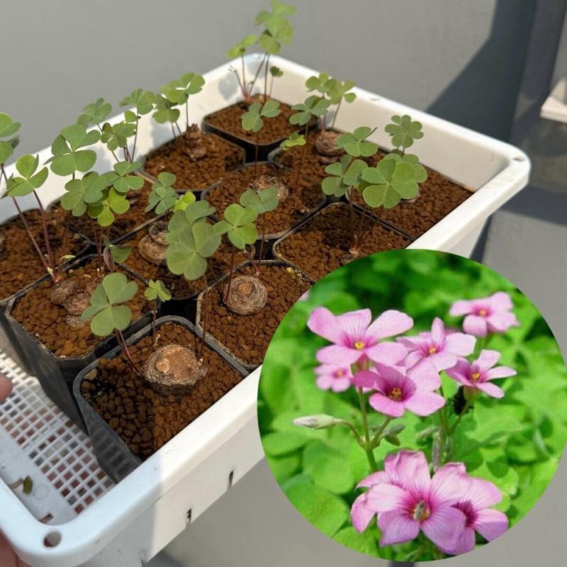 (เล็ก ส่งทั้งกระถาง) ต้นโคลเวอร์ ดอกสีชมพู Oxalis