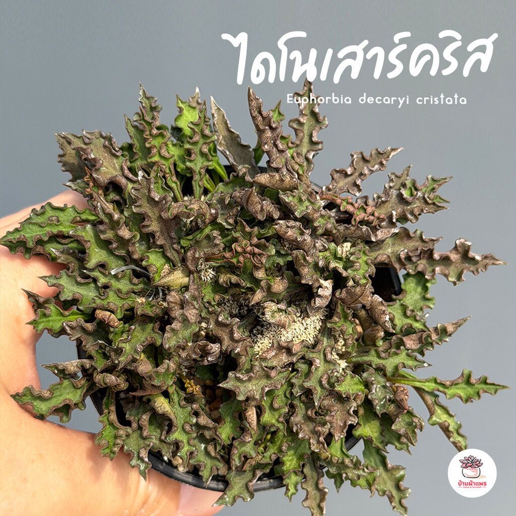 ไดโนเสาร์คริส Euphorbia decaryi cristata แคคตัส กระบองเพชร cactus&succulent