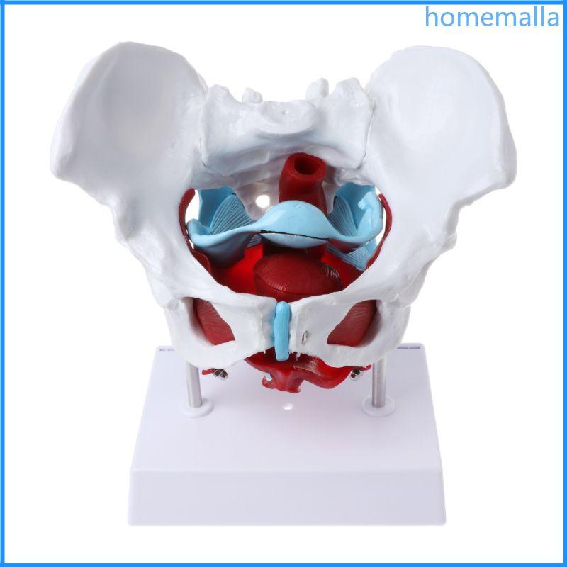HO หญิง Pelvis แบบจําลองกล้ามเนื้ออุ้งเชิงกรานกล้ามเนื้อมดลูกรังไข่การสอนทรัพยากร E