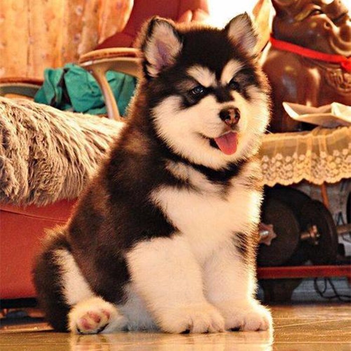 Pure Breed Alaska Puppies Giant Alaska Dogs Peach Face Alaska Sleigh Dogs สีเทา แดง Alaska