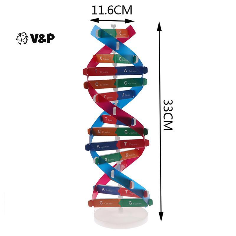 V&P Human Genes DNA รุ่น Double Helix ของเล่นวิทยาศาสตร์การสอนการเรียนรู้การศึกษาของเล่น