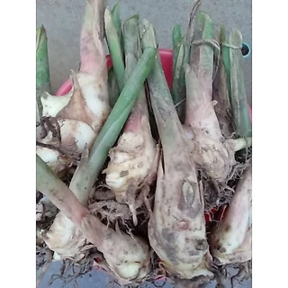 หน่อไพลสดพร้อมปลูกติดเลยจำนวน20-50​หน่อ