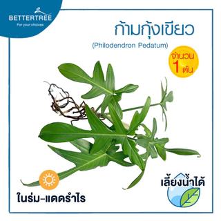 ก้ามกุ้งเขียว (จำนวน 1 ต้น) ไม้ฟอกอากาศ ไม้เลี้ยงน้ำ