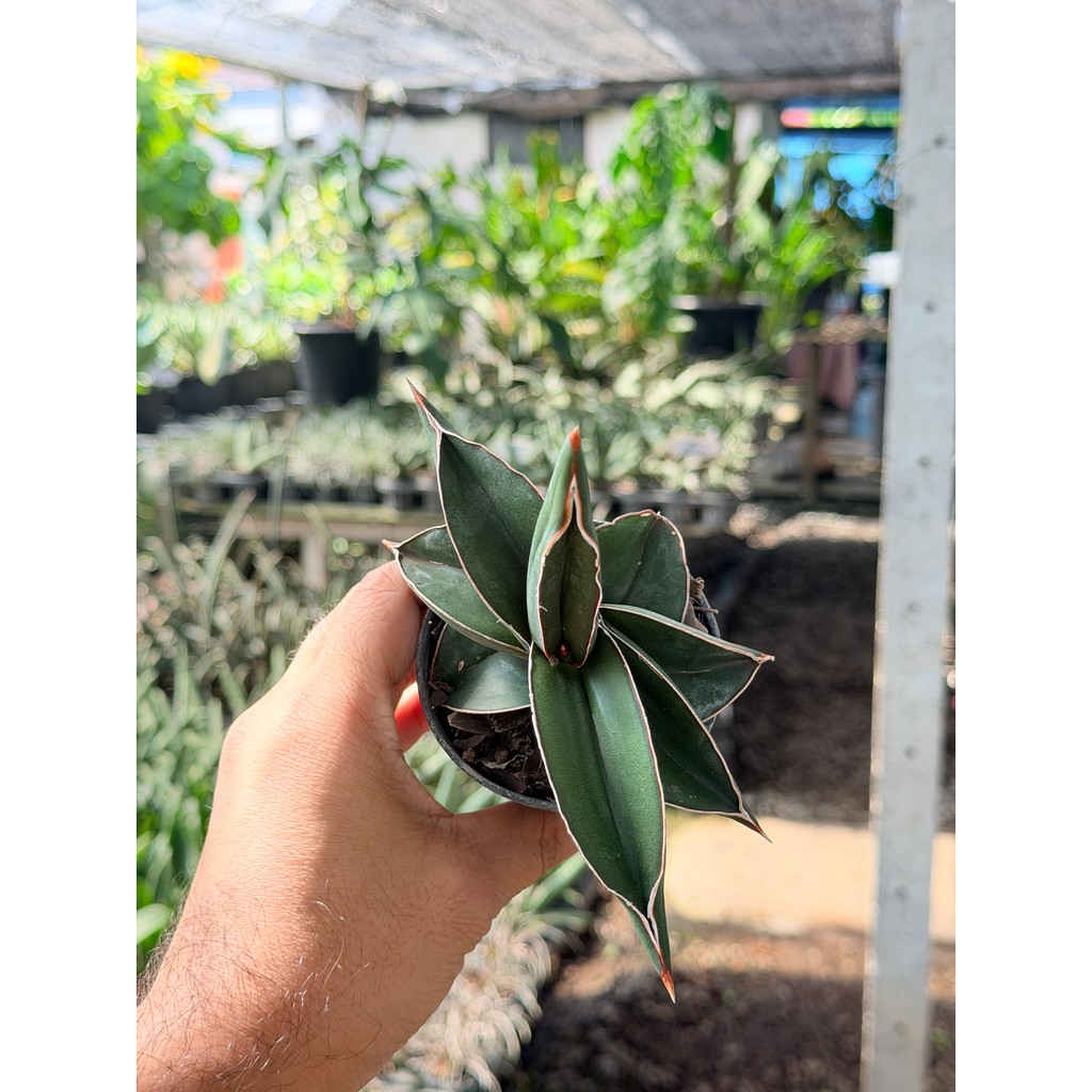 มุมมอง 4