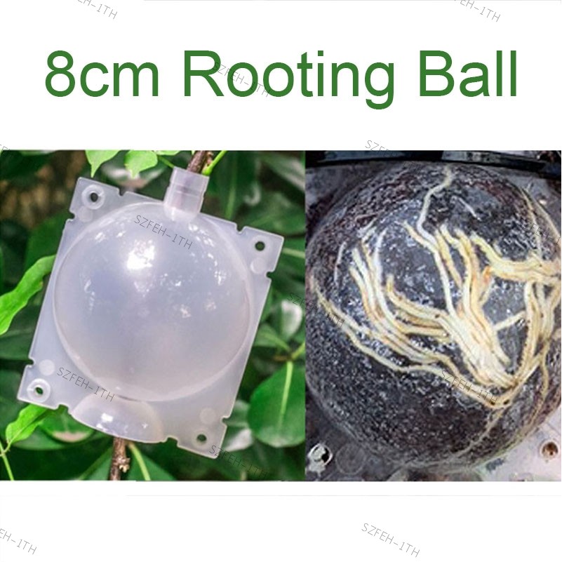8 ซม. Rooter Grow กล่องผลไม้ต้นไม้ Plant Rooting Ball Root Growing กรณี Grafting Breeding Garden เคร