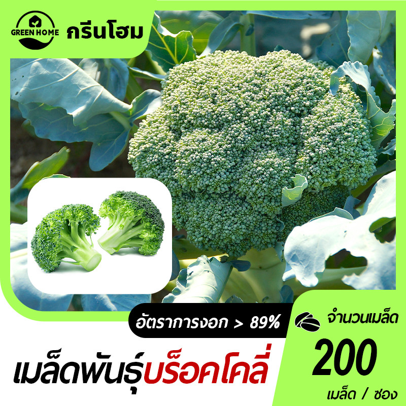 บร็อคโค📌สีเขียว🎯 200 เมล็ด 📌นำเข้าจากต่างประเทศ☘️ปลูกง่าย ☘️ขึ้นไว ☘️ทำกับข้าวอร่อย