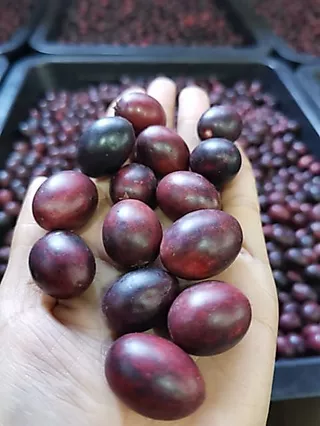 3 แถม​ 1 ผลสุกมะม่วงหาวมะนาวโห่(ปลอด​สาร)​ 1 กิโลกรัม