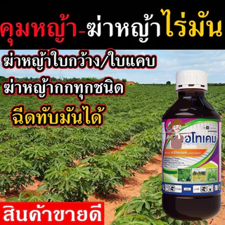 ยา ฆ่าหญ้ามันสำปะหลัง (ฉีดทับมันได้) คุมหญ้าในมัน ฆ่าไร่มัน คุมหญ้ามัน ฆ่าหญ้าในไร่มัน 1 ลิตร