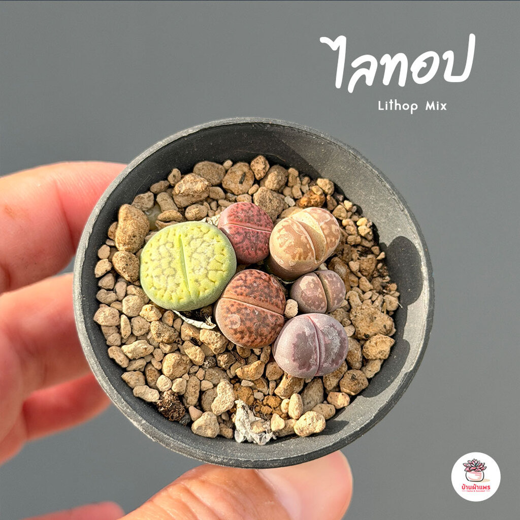 ไลทอป Lithop Mix #กระถาง2นิ้ว แคคตัส กระบองเพชร cactus&succulent