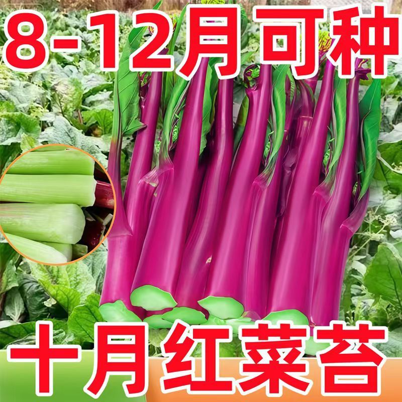 现货热卖红菜苔种子红菜心正宗洪山菜苔种籽耐寒抗冻阳台盆栽过冬蔬菜种孑Red stem mustard seeds, authentic Hongshan red stem mustard seeds2