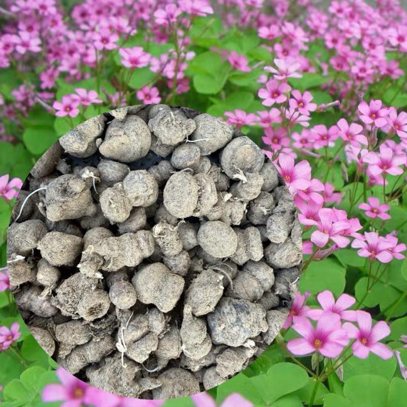 (ส่งแต่โขด ไม่มีใบ) ต้นโคลเวอร์ ดอกสีชมพู Oxalis