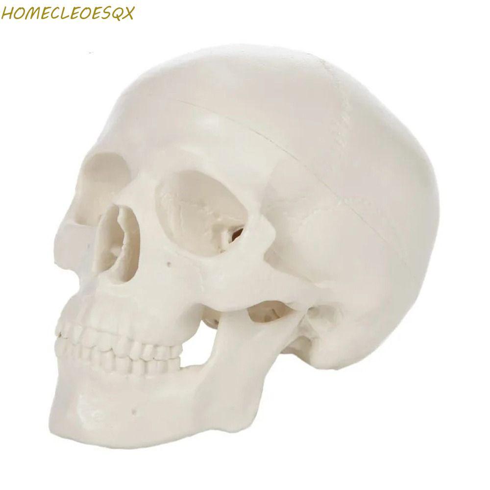 HOMECLEEOESQX Skull Model, Studying ที่ถอดออกได้มนุษย์หัวรุ่น, 92x99x71mm Skull Cap Resin Mini Anato