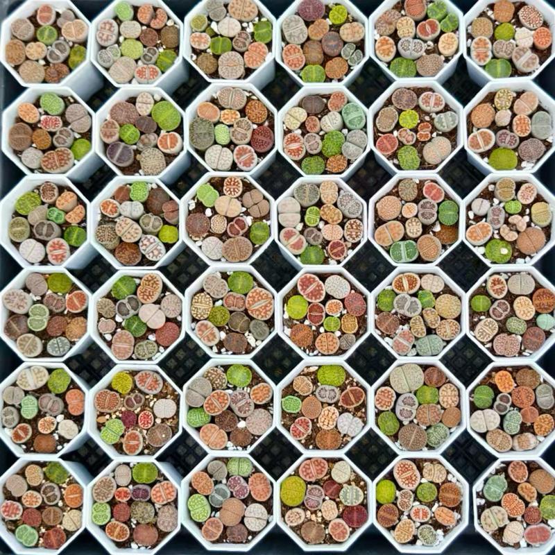 ไลทอปพอต 7 cm คละสายพันธุ์ lithops mix